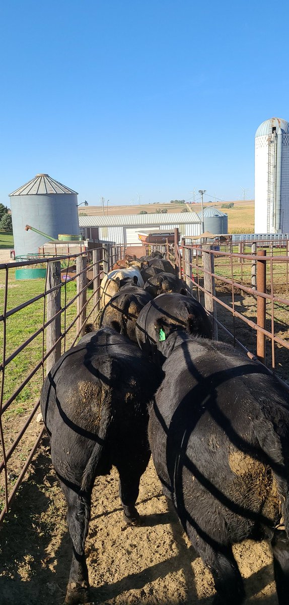 dp4440's tweet photo. First ever load of pope raised fat cattle headed to town. Had most of these from 300 pounds or less. Mostly hfrs. Averaged 1,360 on the truck. Pretty happy day. Thank to Kevin Feddersen and Kristy Feddersen for helping sort. As well as Desmond Grady for hauling them! https://t.co/t8UnuuID4Y