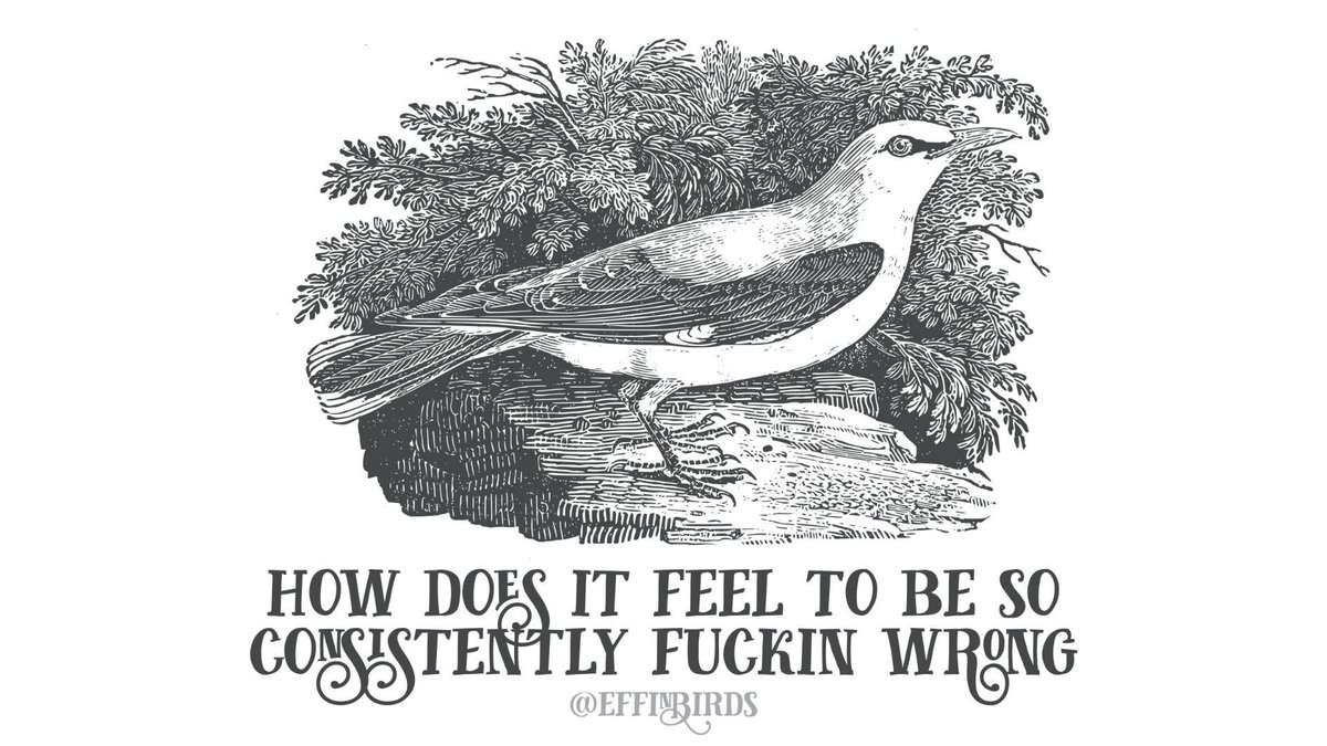 EffinBirds's tweet photo. https://t.co/gMlhMw7mrb