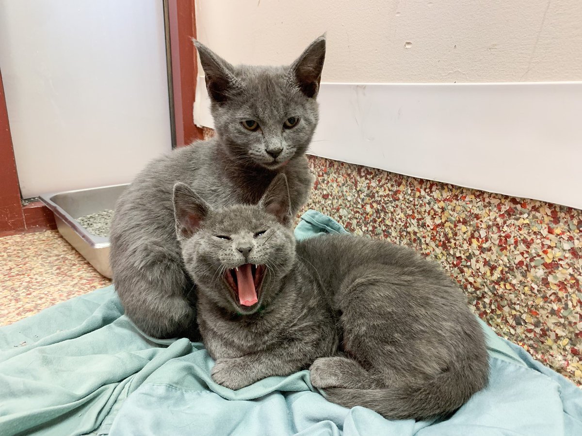 "And I-I-I-I will always love yooooouuuuu!" Blue loves singing her kitten tunes, but her sister, White, just woke up from a nap and is not in the mood.