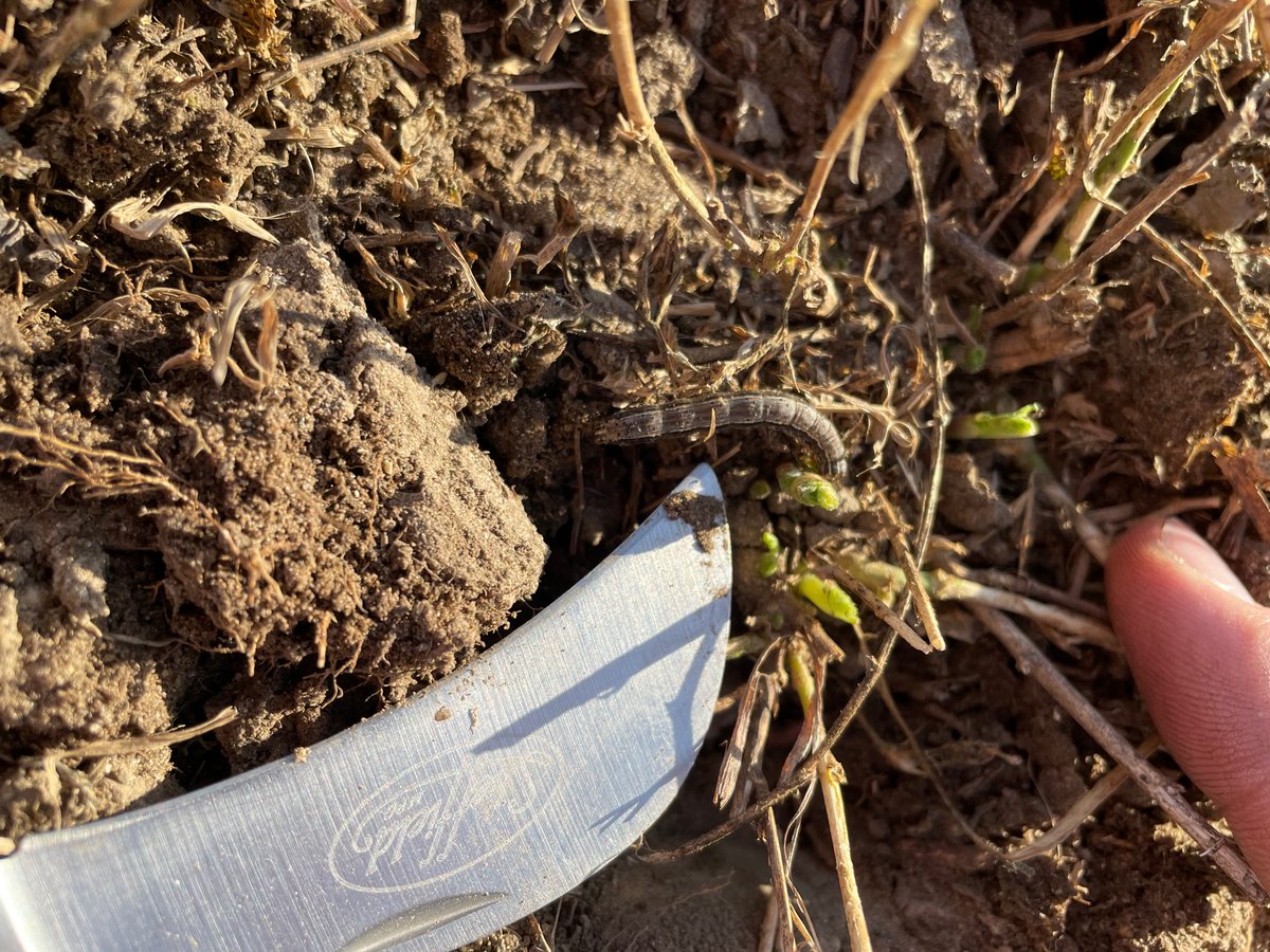 nciacrops's tweet photo. Folks, you need to scout your alfalfa, cover crop, small grains and pastures for fall armyworms. This field was baled 2 weeks ago, was still green 10 days ago and now all growth has been eaten. The larvae are eating new growth emerging from the crowns. https://t.co/quySXd3BaB. https://t.co/fm1sDjJ7bc