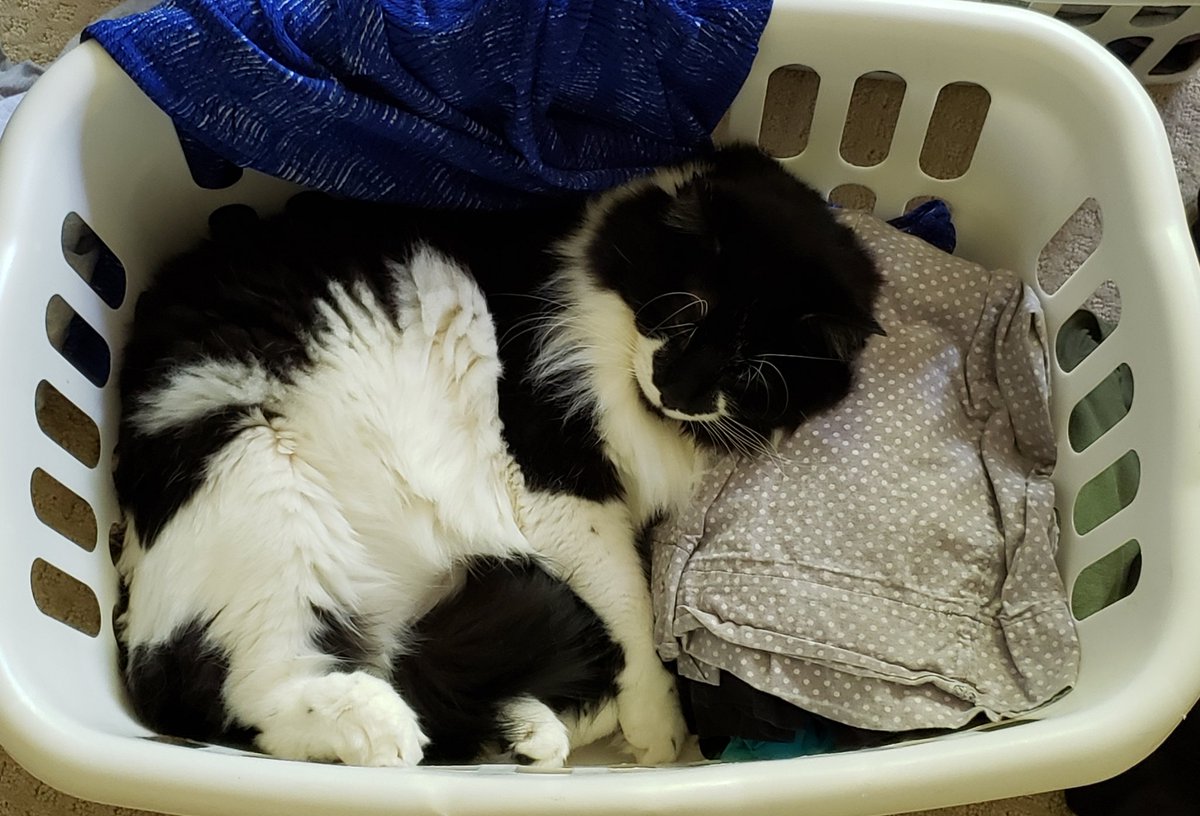 KrafftPhD's tweet photo. If you have any questions about what it's like to go from PhD to IT, want to talk about popular media, share pictures of cats like my Gremlin, or just say hi, feel free to respond to this thread or send me a DM! https://t.co/luDBuDKZUi