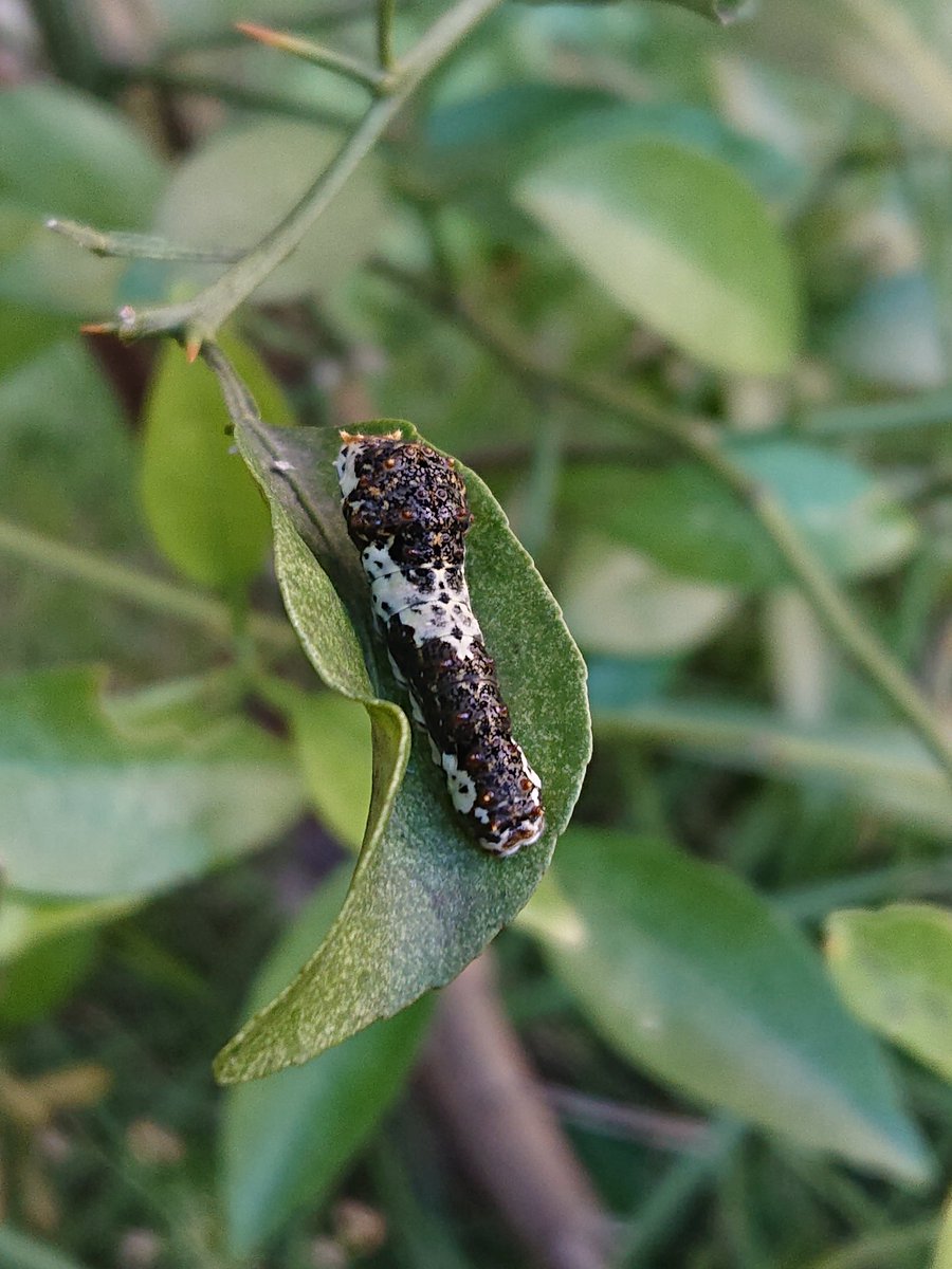 ｇａｉａ丼 今日の生き物撮影 アゲハの幼虫 なぜかわからないけど いい感じの大きさになると居なくなる 事務所の人がプラボックスに保護した幼虫が蛹 サナギ になってた