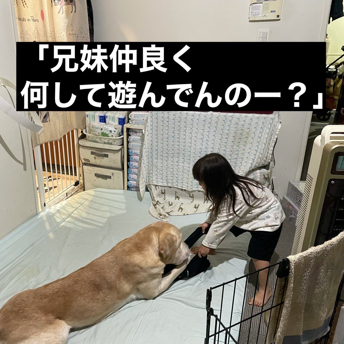 松本秀樹 犬と旅してた人 Macha Daichi Twitter 松本秀樹 犬と旅してた人 Macha Daichi Twitter