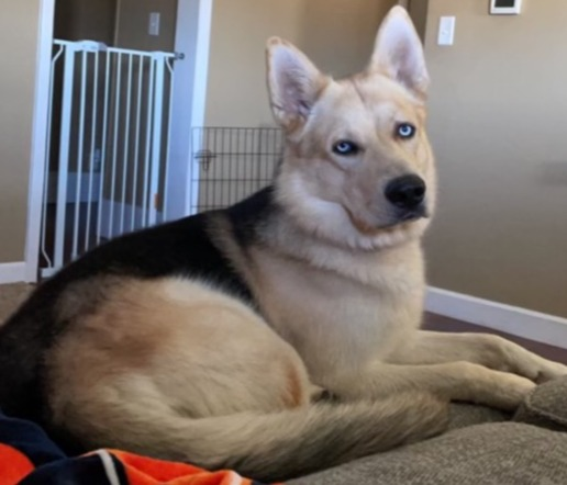 LostDogsIL's tweet photo. #LOST #Orangeville #IL  #Niko -  Male Husky/German Shepherd Dog Black/Tan or Cream. Do not call or chase Niko. #StephensonCounty 61060. Missing 09-23-2021.

CONTACT: 815-718-5210 or 815-499-5268

More Info, Photos, and to Contact:
https://t.co/B4n8d2rBWy

Let's get Niko home!
#… https://t.co/2NAHzx2dOy