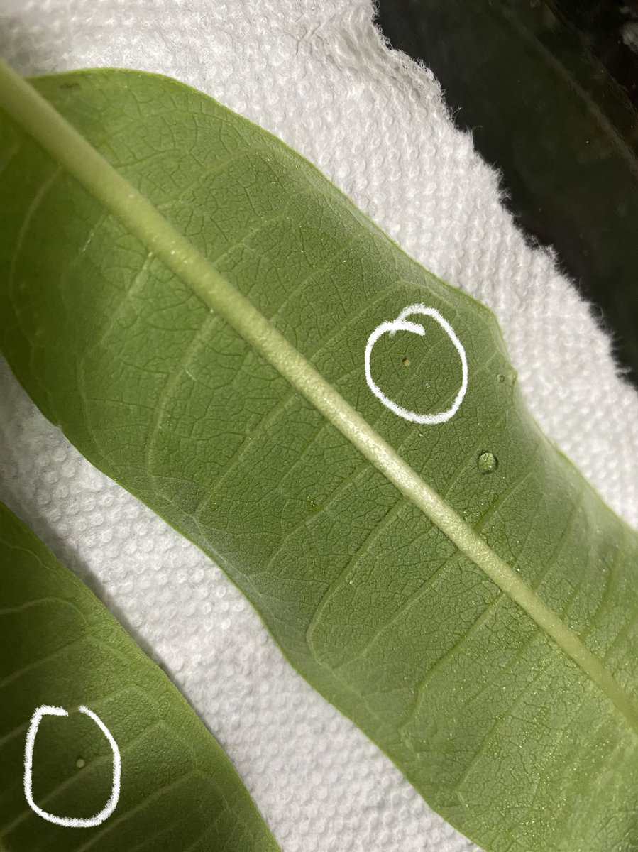 🔉🔉 WE HAVE CATERPILLAR EGGS! Yes, you read that correctly 🐛 stop by room A116 next week to see the little babies! <a href="/StCharlesHS/">St Charles High School</a> @monarchsisterschools