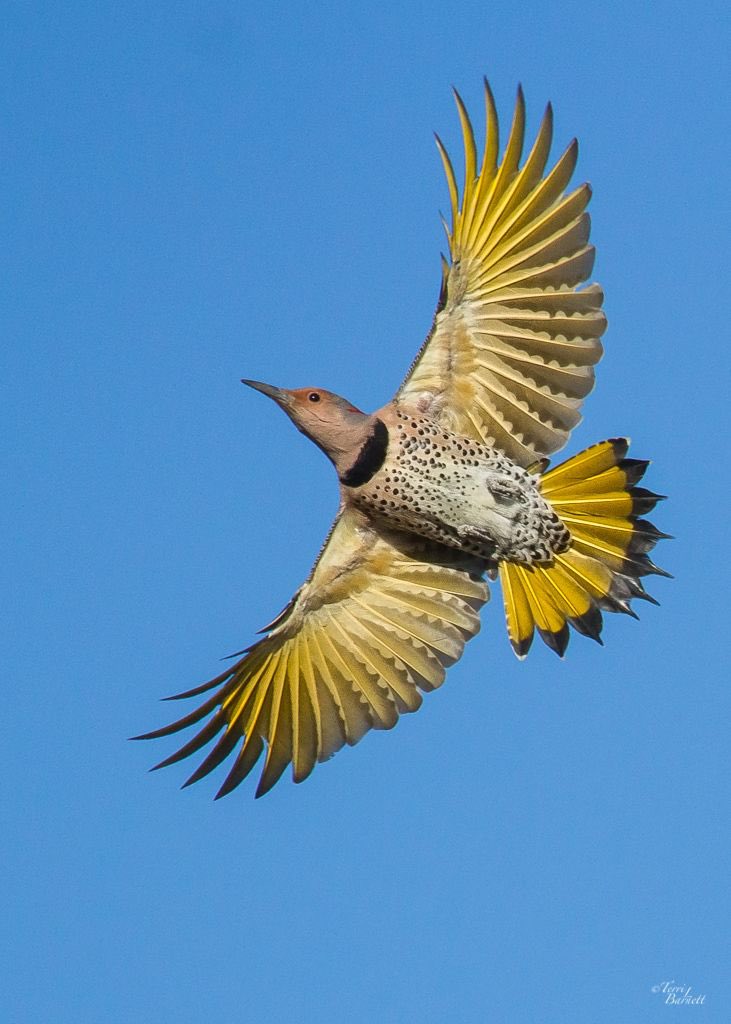 PopppaSteve's tweet photo. Thanks to @Theo_Jongerius and his recommendation of @MerlinBirdID I think I figured out the bird I keep seeing. 

It’s a Northern Yellow Shafted Flicker (not my photo) https://t.co/ThzgQUWAya