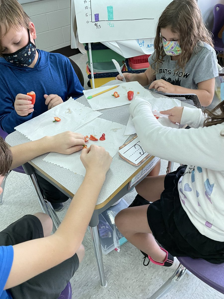 msbrownwes3's tweet photo. Scientists at work investigating seeds. 🌶 🍎 @WESpolarbears #becomebelongnycsd #WeStandTogether https://t.co/fusk2fOybo