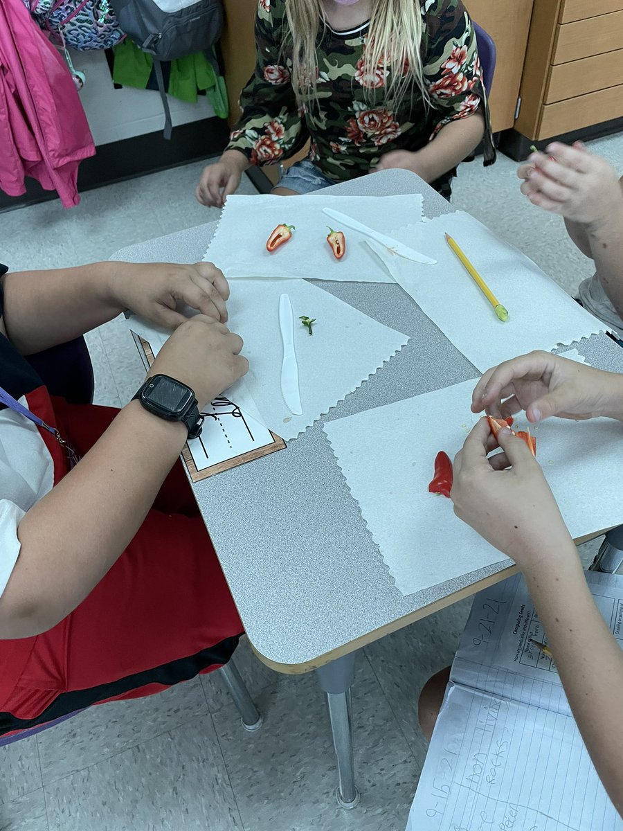 msbrownwes3's tweet photo. Scientists at work investigating seeds. 🌶 🍎 @WESpolarbears #becomebelongnycsd #WeStandTogether https://t.co/fusk2fOybo