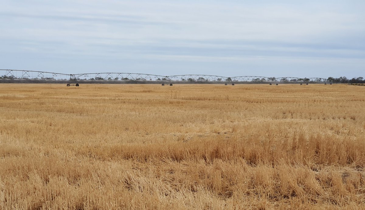 Danielvasconse2's tweet photo. Ya se cosechó el trigo! ahora viene la soja. No es en Alto Parana, o Itapua.  Es en el Departamento de Boquerón, Chaco Paraguayo. La nueva frontera agrícola. https://t.co/yb2OOipEbv
