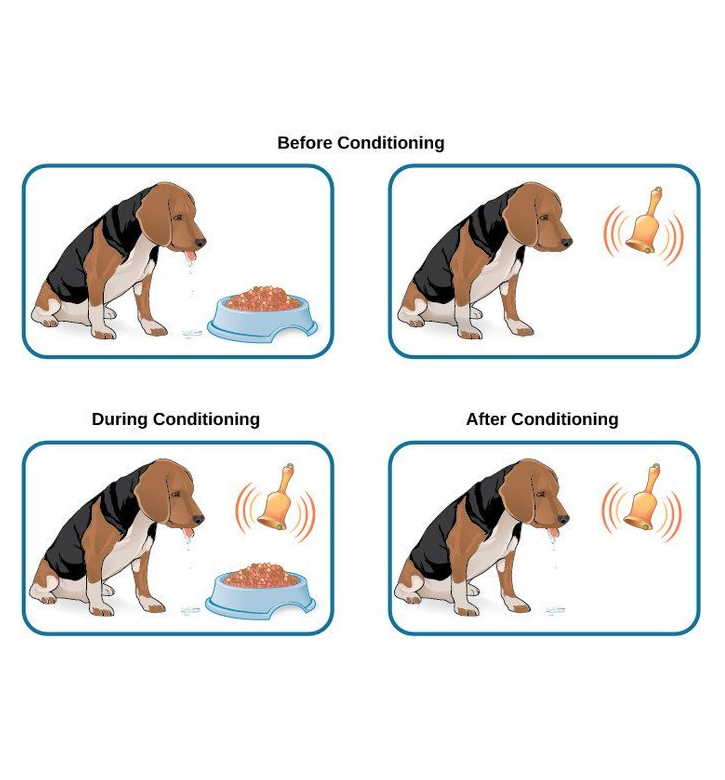 寝屋川キリスト教会 Mb 9月26日 生理学者 パブロフ 誕生 1849 1936 司祭の子として生まれ 自らも司祭となるべく神学校で学んでいましたが 大学や軍医学校に進学して生理学 医学を学びました 彼の名前は犬にベルを鳴らしてエサを与える 条件反射 の