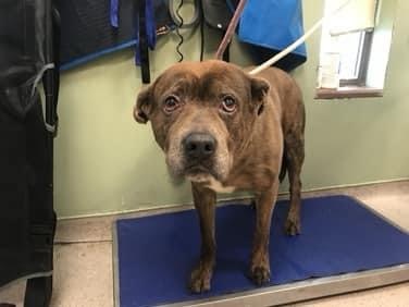 SIMBA’S #124198 ‘FAMILY’ ABANDONED HIM TO DIE, DESCRIBING HIM AS ‘ADORABLE’ AND ‘BEAUTIFUL’. After 9 years of love he’s tossed out. They’ll kill him today. He loves his toys and his naps. Save him: pledges via <a href="/TomJumboGrumbo/">Keith Olbermann's Dogs</a> and PLEASE RT SIMBA! facebook.com/mldsavingnycdo…