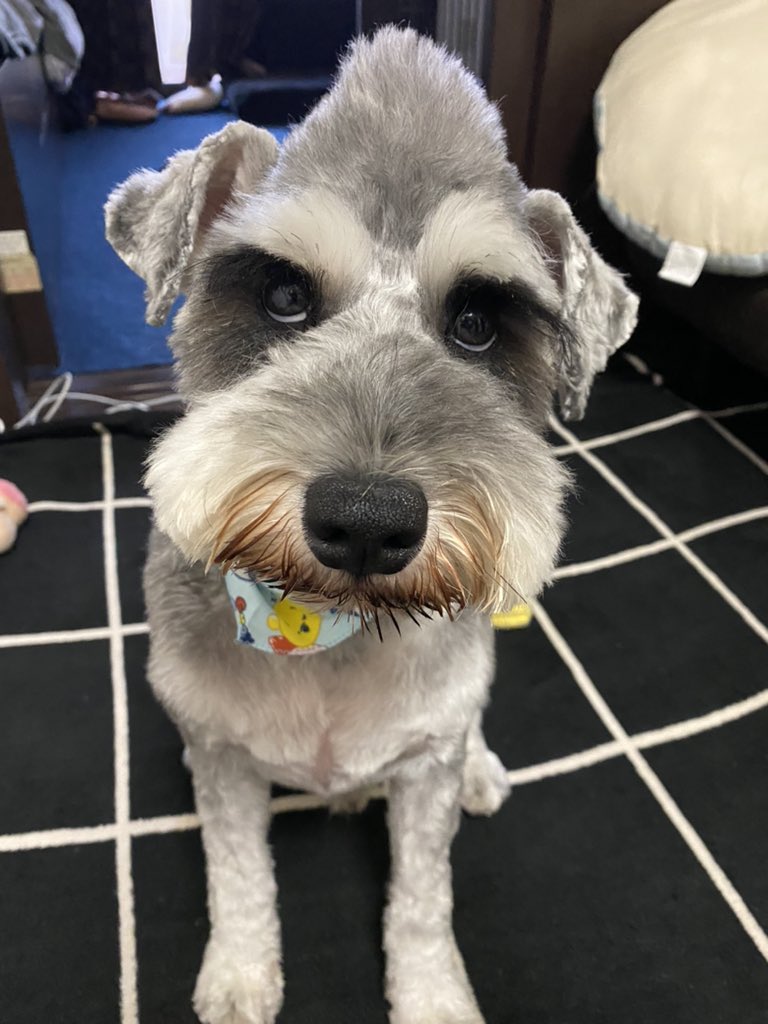 ryota_ichiro's tweet photo. #ミニチュアシュナウザー
#犬好きな人と繋がりたい 
#和歌山
#犬友さん募集

甘えんぼやんちゃ坊主一郎さん(MシュナS&amp;P2歳)と母ちゃんです😁和歌山の方、関西の方、全国のシュナ友さん✨仲良くして頂けると嬉しいです🥰🐶❤️ https://t.co/fCebpuKZuv
