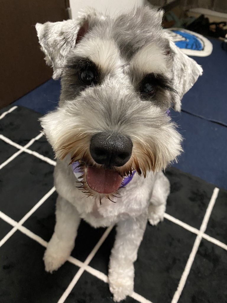 ryota_ichiro's tweet photo. #ミニチュアシュナウザー
#犬好きな人と繋がりたい 
#和歌山
#犬友さん募集

甘えんぼやんちゃ坊主一郎さん(MシュナS&amp;P2歳)と母ちゃんです😁和歌山の方、関西の方、全国のシュナ友さん✨仲良くして頂けると嬉しいです🥰🐶❤️ https://t.co/fCebpuKZuv