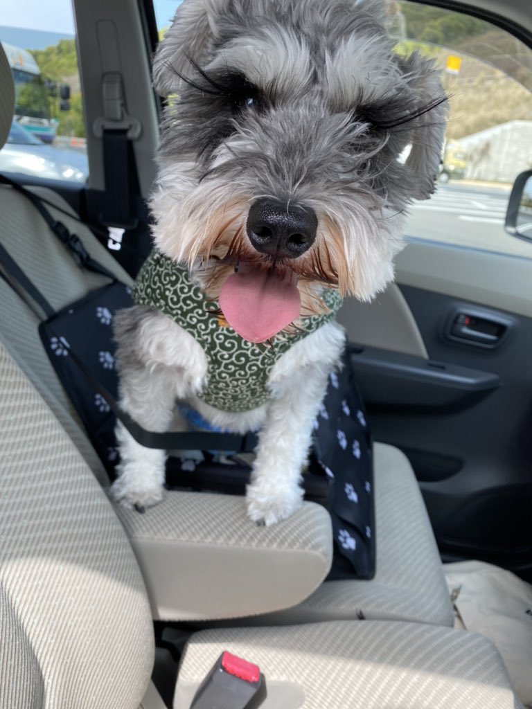 ryota_ichiro's tweet photo. #ミニチュアシュナウザー
#犬好きな人と繋がりたい 
#和歌山
#犬友さん募集

甘えんぼやんちゃ坊主一郎さん(MシュナS&amp;P2歳)と母ちゃんです😁和歌山の方、関西の方、全国のシュナ友さん✨仲良くして頂けると嬉しいです🥰🐶❤️ https://t.co/fCebpuKZuv