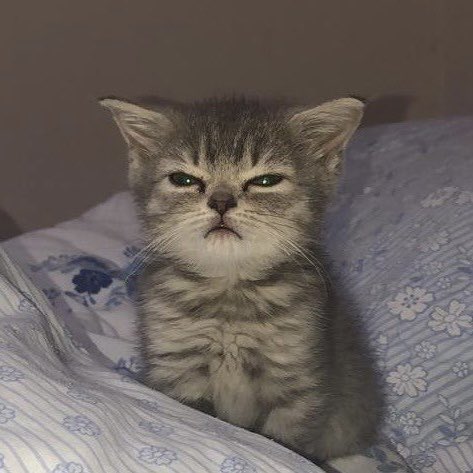 _fairynami's tweet image. heeseung as a cat ; a thread