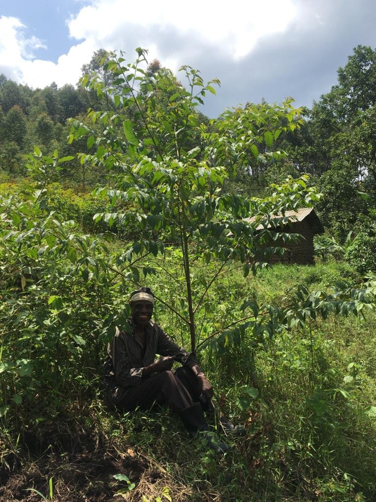 MourineAsiimwe's tweet photo. A few selected samples of trees planted with the #Batwa in Kalehe village.
#Agroforestry
Improving sustainable lilivelihoods of #Indigenous people living around parks #BwindiImpenetrableNP
These trees will be making 1yr on 25/10/2021
#PracticalClimateActivism
#ClimateActionNow https://t.co/0H0zKUXIdM
