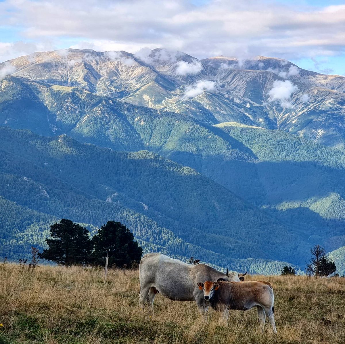 ricardrigall's tweet photo. El Canigó, vist des de Coll Pregon. #collpregon #canigó #lapresta #pratsdemolló #vallespir #espinavell #fabert #molló #ripollès #bicicleta #btt #mtb #tardor2021 https://t.co/rVBcDNxl4h