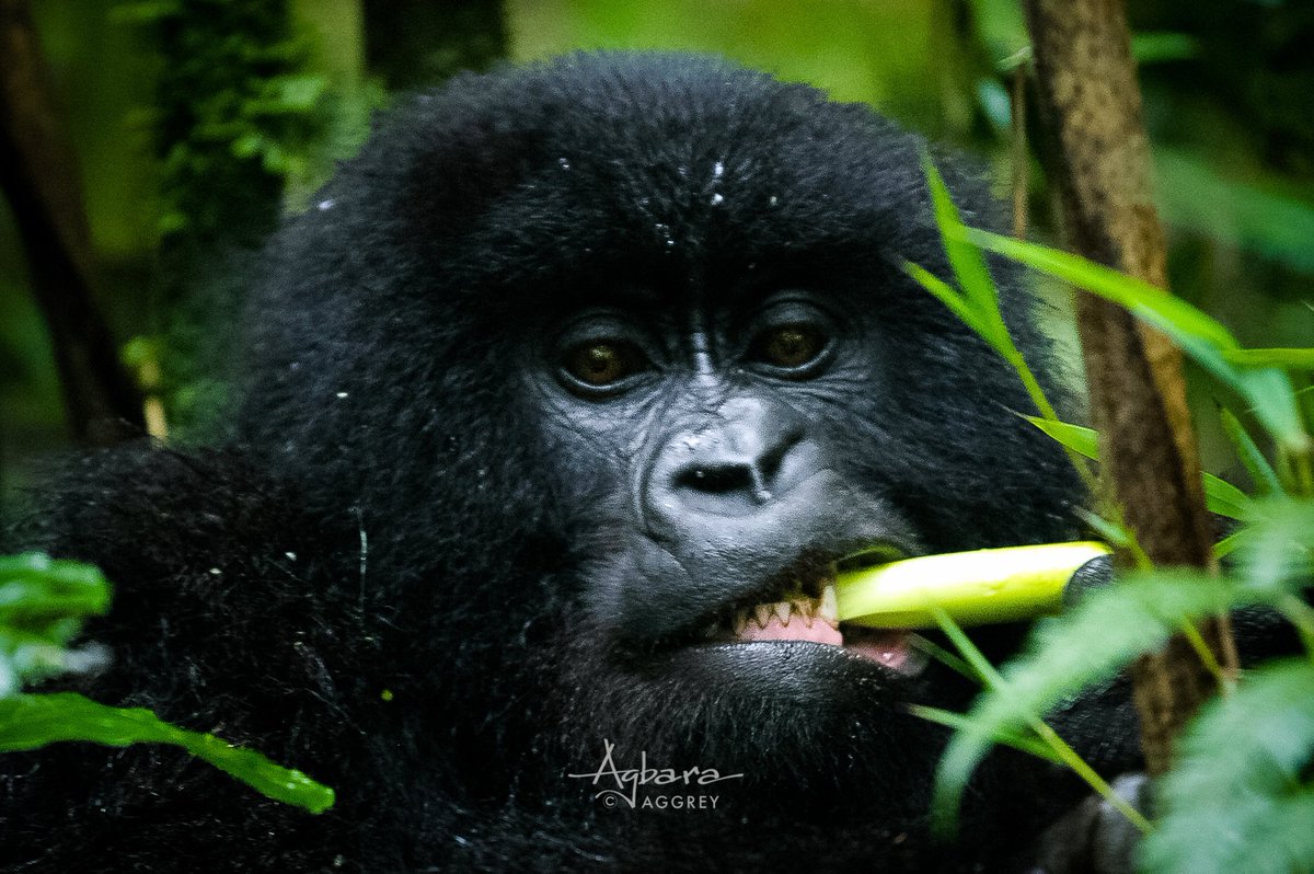 gretours's tweet photo. Happy #WorldGorillaDay... take a trip to Bwindi or Mount Mgahinga in Kisoro 🇺🇬 and be mesmerized by the beautiful mountain gorillas 

#KwitaIzina 🇷🇼 https://t.co/7u6tQXRSux