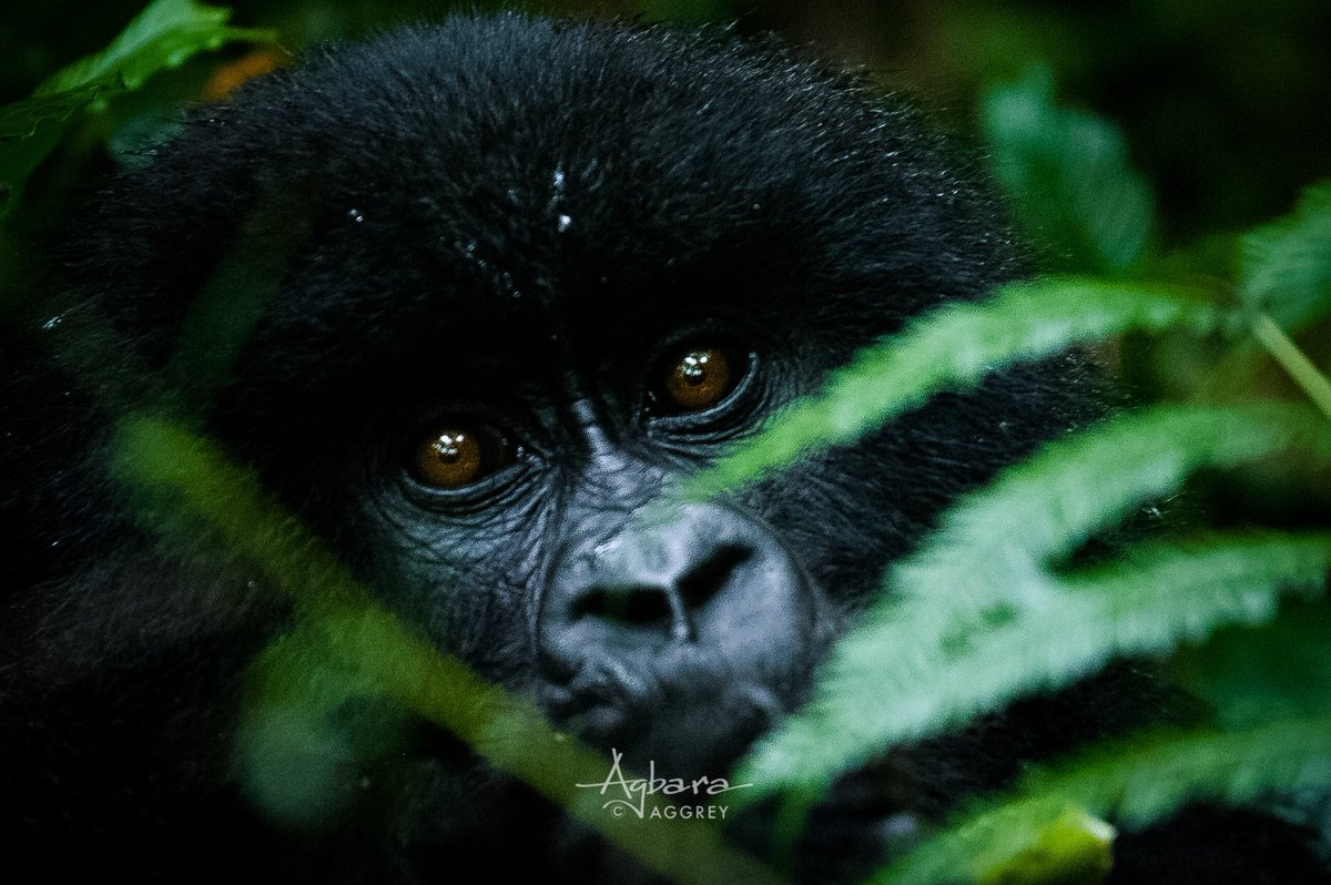 gretours's tweet photo. Happy #WorldGorillaDay... take a trip to Bwindi or Mount Mgahinga in Kisoro 🇺🇬 and be mesmerized by the beautiful mountain gorillas 

#KwitaIzina 🇷🇼 https://t.co/7u6tQXRSux