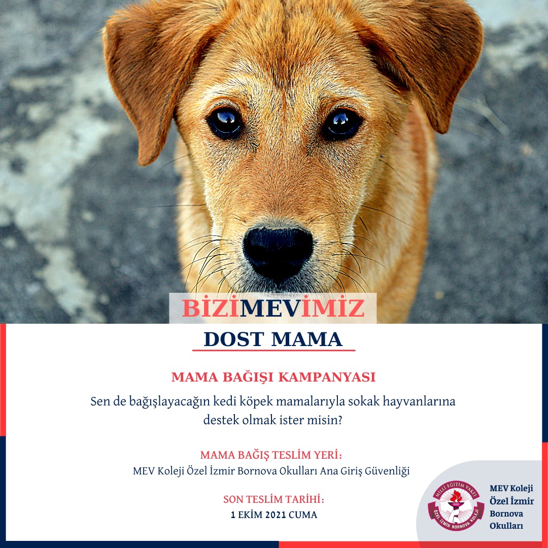 Sokak hayvanlarını yalnız bırakmıyor, onlara sahip çıkıyoruz. MEV Koleji Özel İzmir Bornova Okulları olarak yürüttüğümüz #DostMama kampanyamıza desteklerinizi bekliyoruz.
