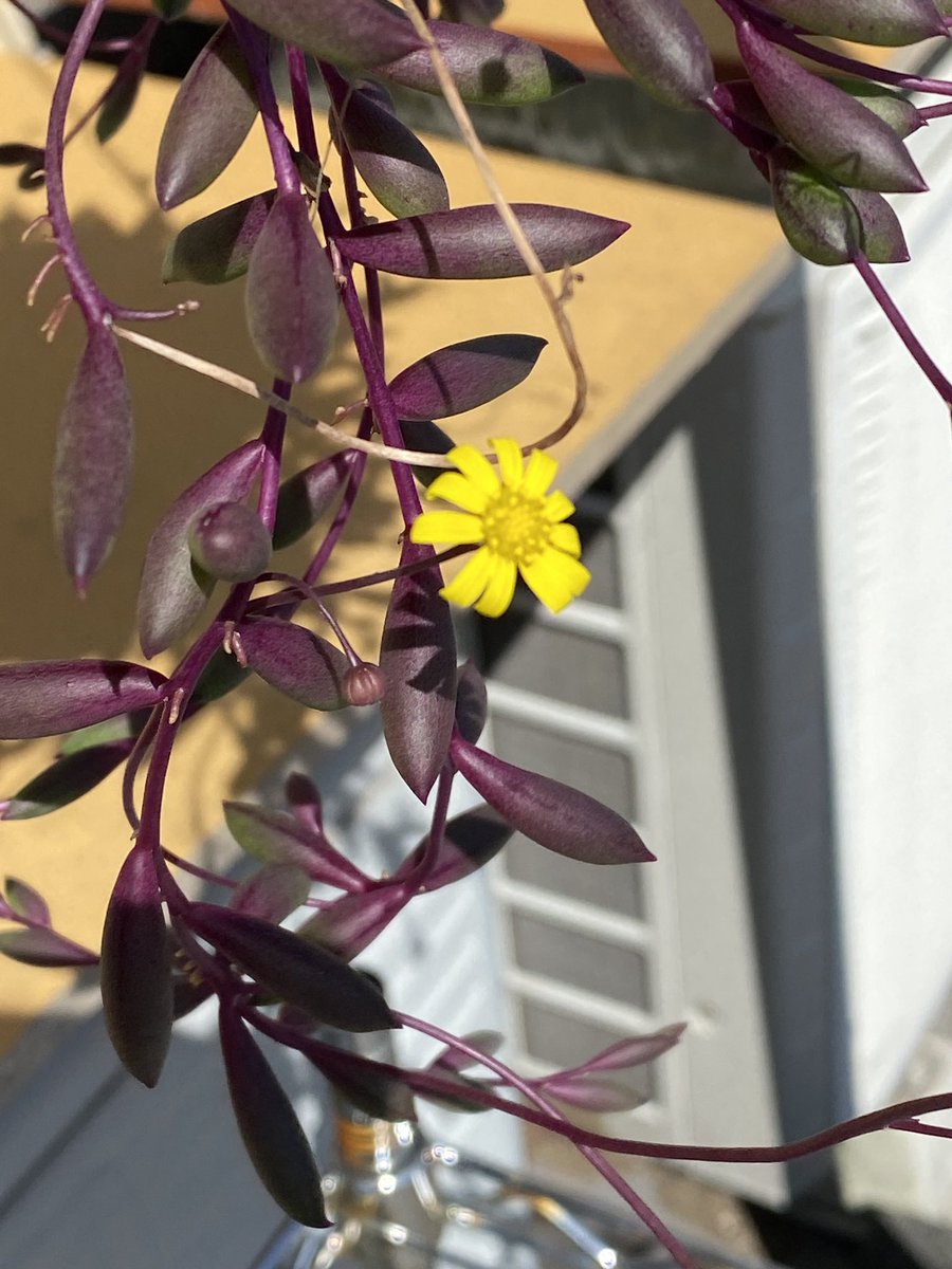 品質が完璧 可憐なお花モチーフ ルビーのネックレス ネックレス Safecity uiginfo Com