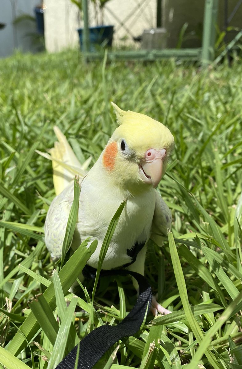 BirdFeed9's tweet photo. Venus has been getting used to her #aviatorharness 🦜 It’s important to go slow to keep her physical/emotional stress down! She’s now understanding that the harness means extra treats and outdoor time! 🥰 #birdleash 
@ChickyThoughts 
 *I take of the harness after 15 mins!* https://t.co/gKKG9bv2cD