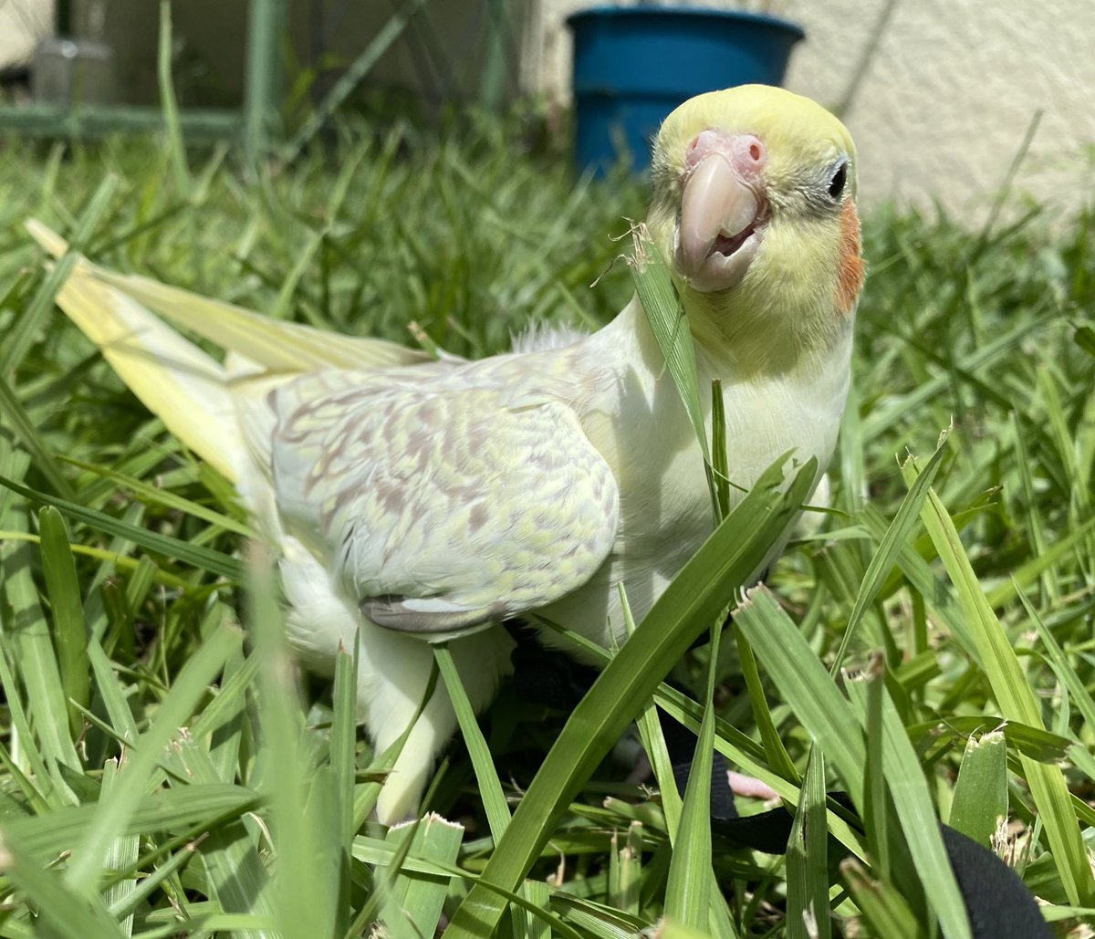 BirdFeed9's tweet photo. Venus has been getting used to her #aviatorharness 🦜 It’s important to go slow to keep her physical/emotional stress down! She’s now understanding that the harness means extra treats and outdoor time! 🥰 #birdleash 
@ChickyThoughts 
 *I take of the harness after 15 mins!* https://t.co/gKKG9bv2cD
