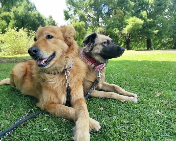 matty2220's tweet photo. Feliz días del perro adoptado 🥰 https://t.co/ZbvYqDTiyR
