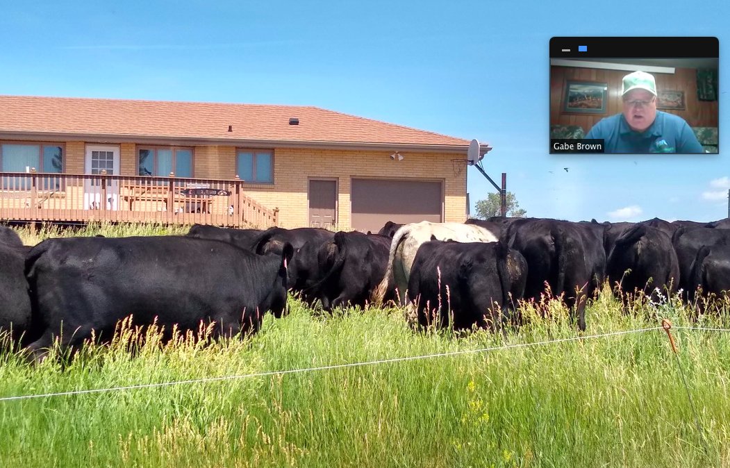 Nathan_Aaberg's tweet photo. During excellent webinar courtesy of #UnderstandingAg #GabeBrown shared two eye-opening stories:

1. Cover crops germinating and growing despite drought in ND with no rain for more than two months after planting. Soil biology!
2. Using cattle to mow his lawn. 

#farmsmart https://t.co/Q1xYS9qrRc