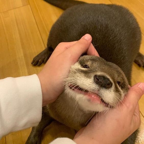 quem nunca fez isso com seu animalzinho ta tendo animalzinho errado