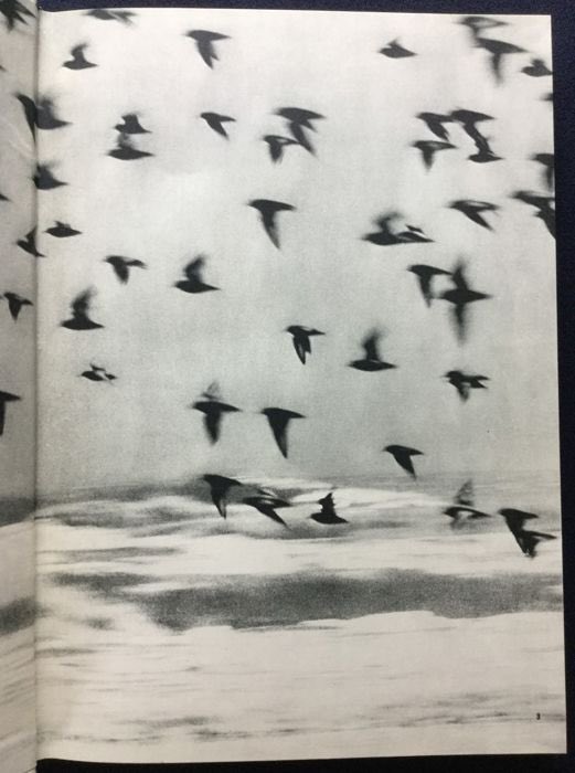 hellin_m's tweet image. Yoshiro Koseki - Kujukuri Beach - 1972