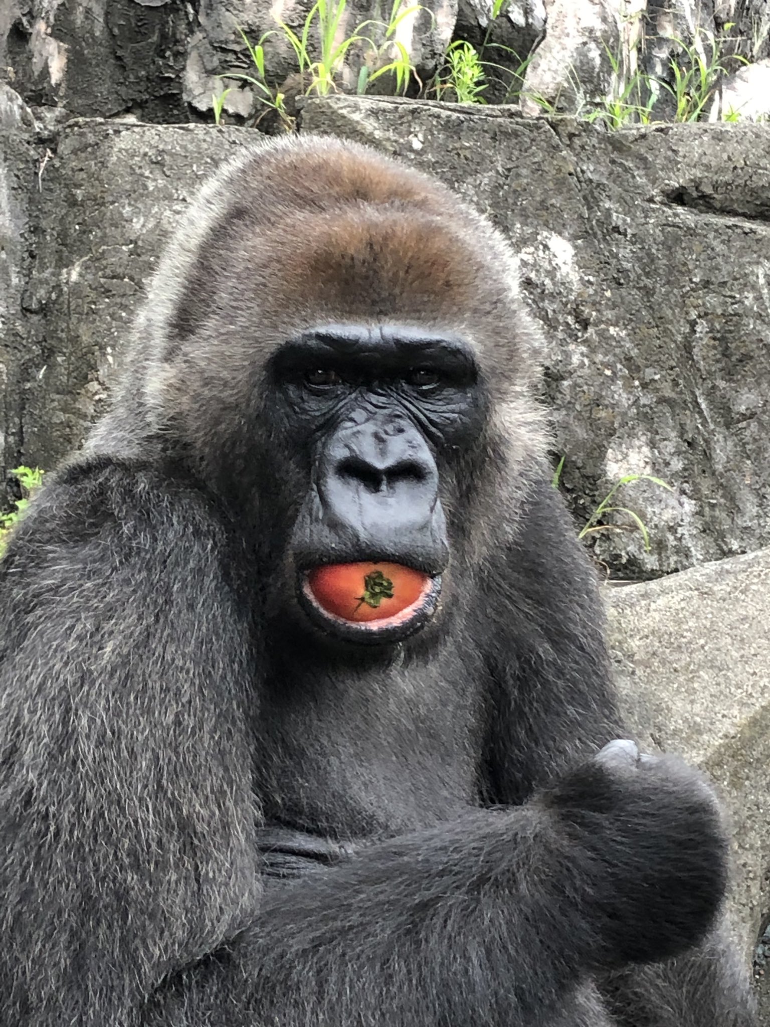 千葉市動物公園【公式】 on X: 千葉市動物公園【公式】 on X: