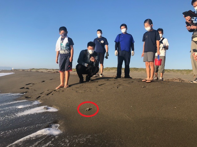 JASDF_Nyutabaru's tweet photo. #富田浜 清掃

心地よい #秋 の朝、地域住民の方々、地元女子サッカーチーム（ヴィアマテラス宮崎の選手たち）等とともに富田浜の清掃を行いました。活動の終わりには、浜で #孵化 した #ウミガメ 🐢が #海 に旅立つシーンも見ることができました。

#航空自衛隊 #新田原基地 https://t.co/1f3GiXDYJh