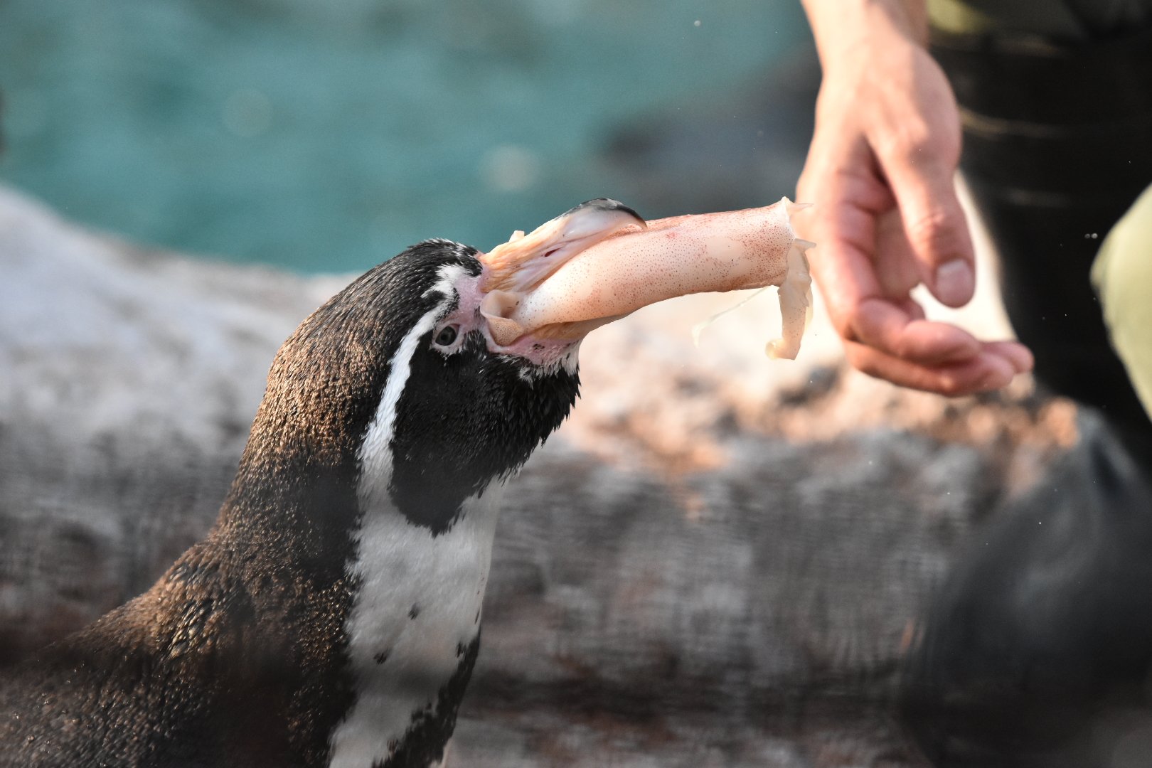 う し Twitterissa イカまめ 東武動物公園 えだまめ フンボルトペンギン う し Twitterissa イカまめ 東武動物公園 えだまめ フンボルトペンギン