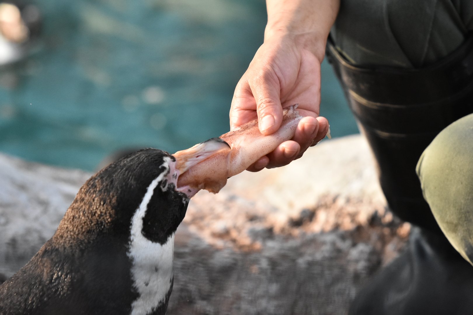 う し イカまめ 東武動物公園 えだまめ フンボルトペンギン T Co Q144luli7j Twitter
