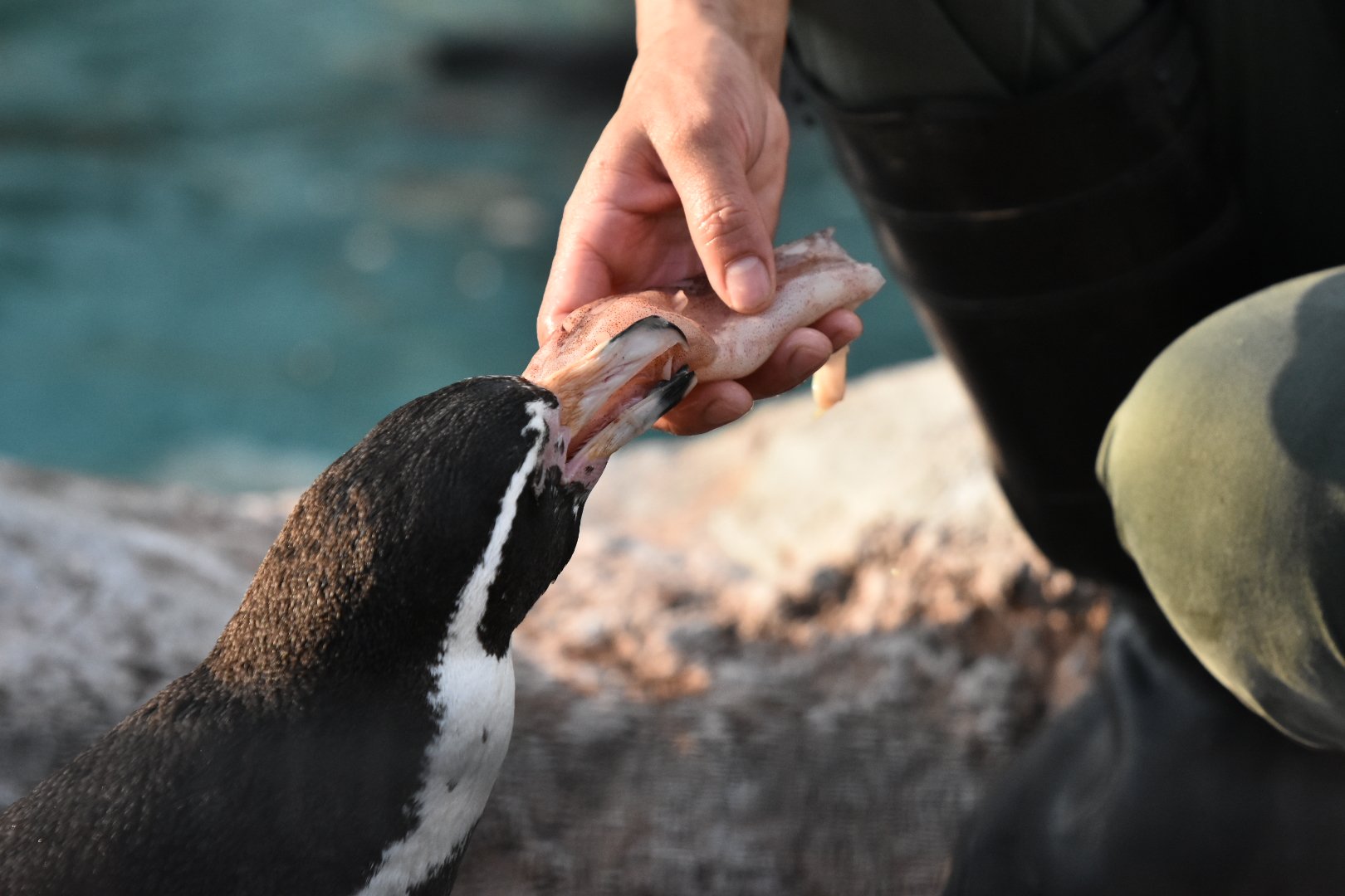 う し イカまめ 東武動物公園 えだまめ フンボルトペンギン T Co Q144luli7j Twitter