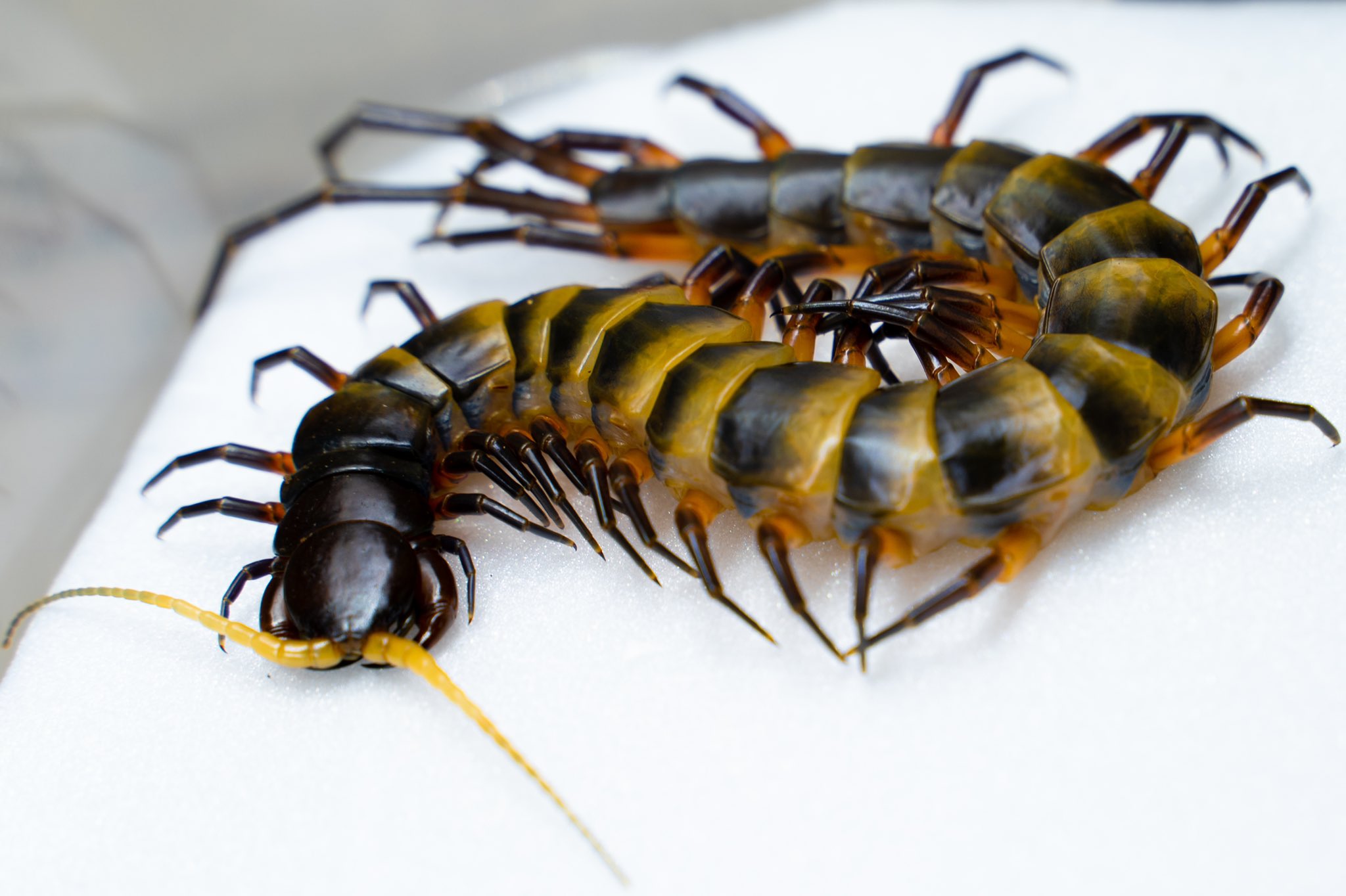 トラジャオオムカデ スラウェシパープルレッグ Www Galerieamlindenhof Ch