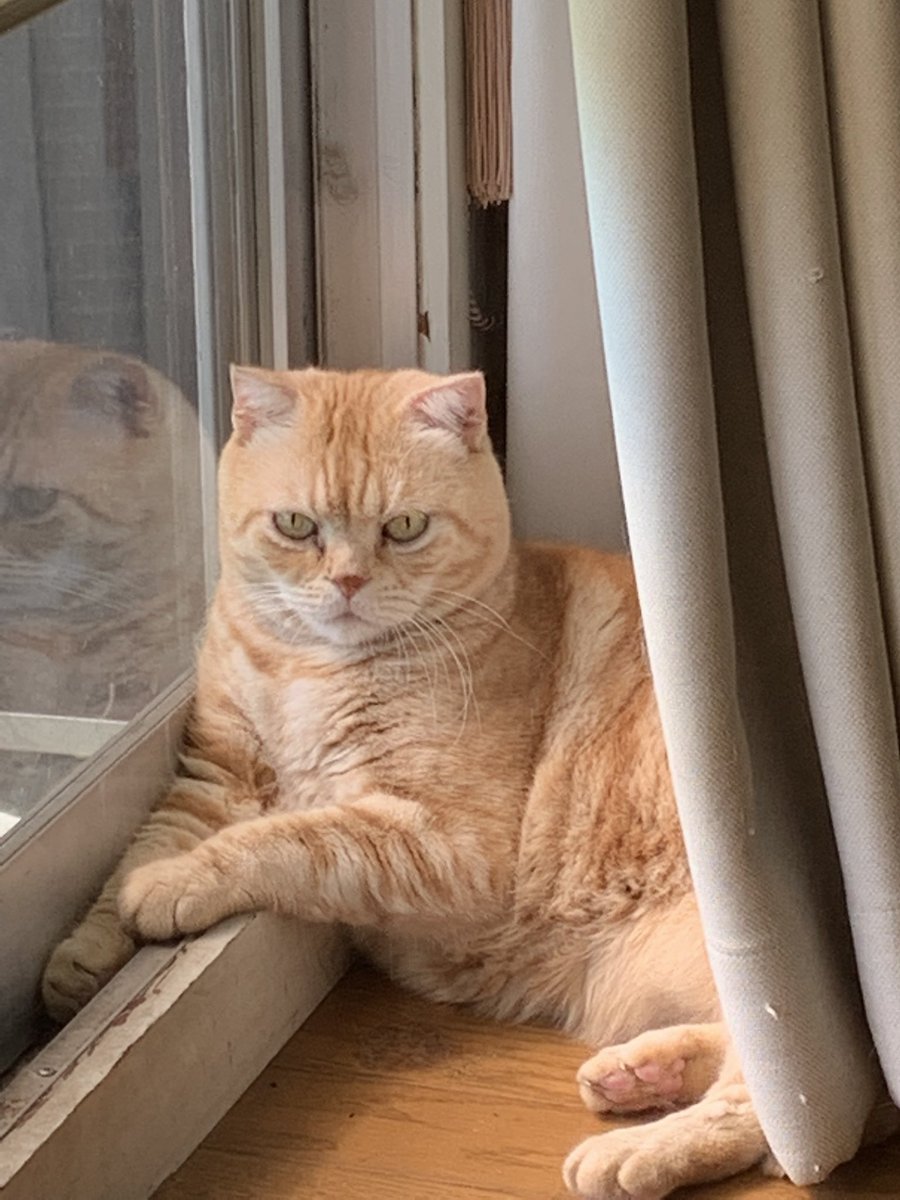 jyskc956's tweet photo. ミケです。お願い猫🐱や犬🐕の虐待はやめて下さい。 https://t.co/SkxA60IZ7h