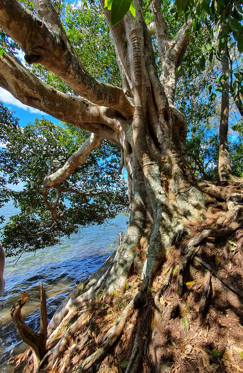 Be_Write_Back's tweet image. I found an amazing spot to spend a moment or fifty to pause and write. Nestled among the roots of this tree overlooking the lake, in a place called Sunshine.
#WritingCommunity
#EnjoyingthesunshineinSunshine