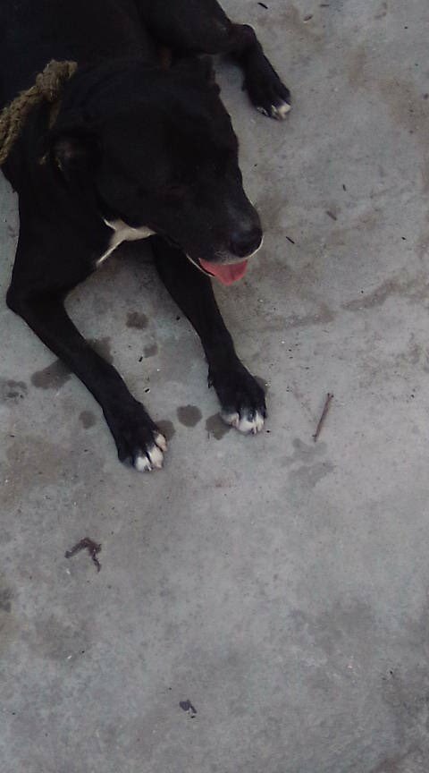 PerroUsuario's tweet photo. #BuscaUnHogar #URGENTE RT @aliciadigiorgio: Esta belleza se llama Puma tiene 5 años y vive en una ferretería en Guarenas, es súper cuidador y cariñoso. La ferretería la vendieron y lo van a echar a la calle .Urge conseguirle un hogar 🙏🏻  https://t.co/6lsNAnRaNr