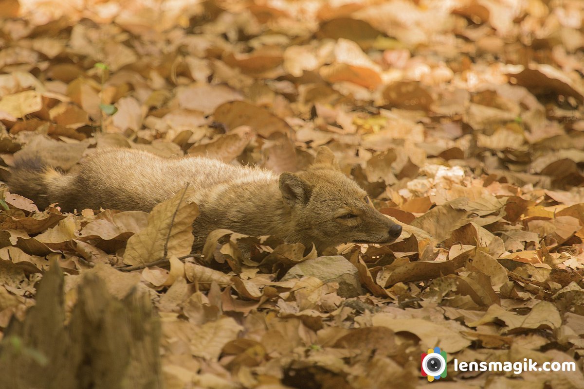 np_photographer's tweet photo. Golden Jackal https://t.co/SkBVwpKwxT Jackal Spices #goldenjackal #goldenjackalindia #jackalspices #typesofjackal #goldenjackalfur #jackalmoult #blackbackedjackal #wildlifeindia #corbettnationalpark #jackalfoundinindia #mammals #TwitterNatureCommunity https://t.co/YDp2t6KnSA