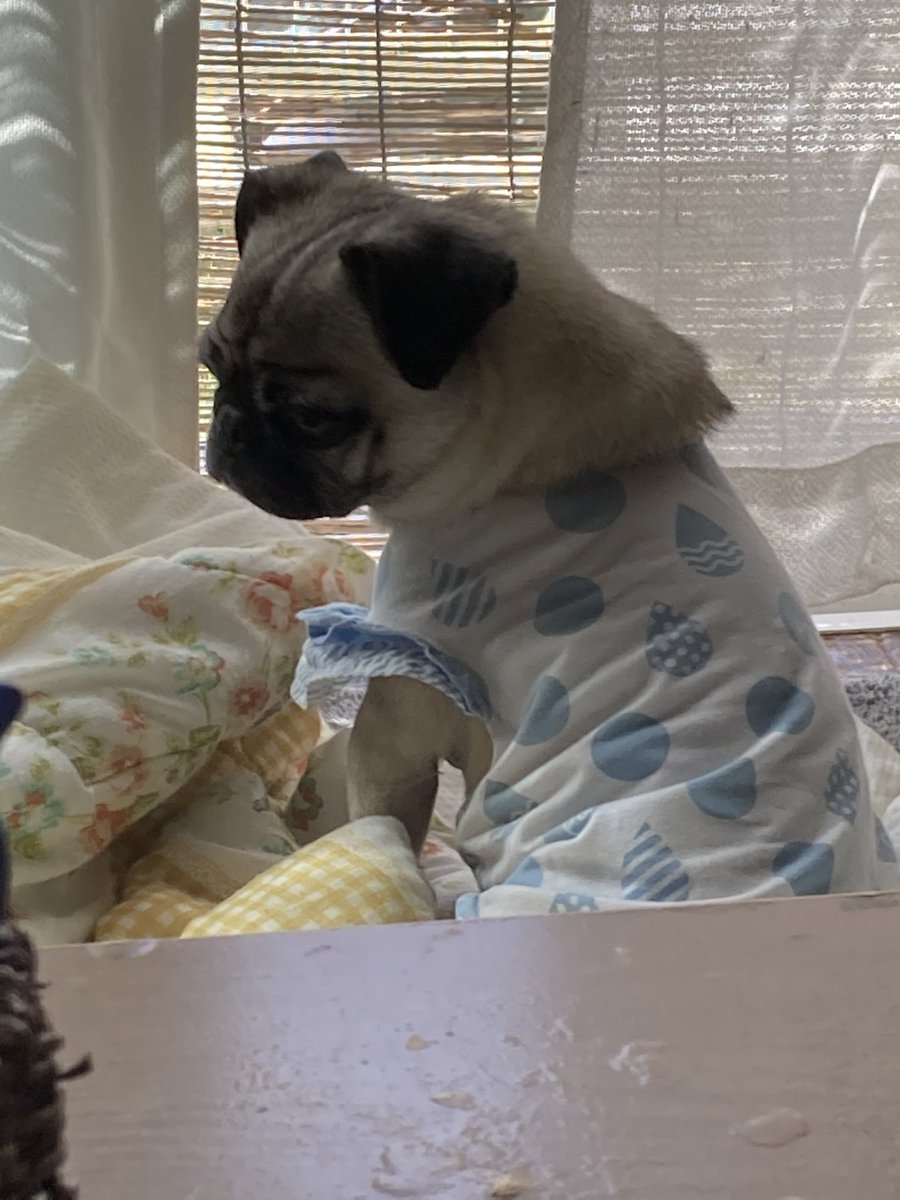 アデルミルシャンプー