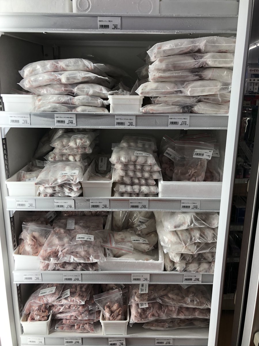 冷凍マウス各種入荷しました！ ご来店お待ちしております。