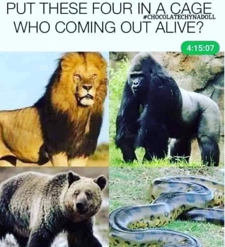 gorilla vs bear who would win