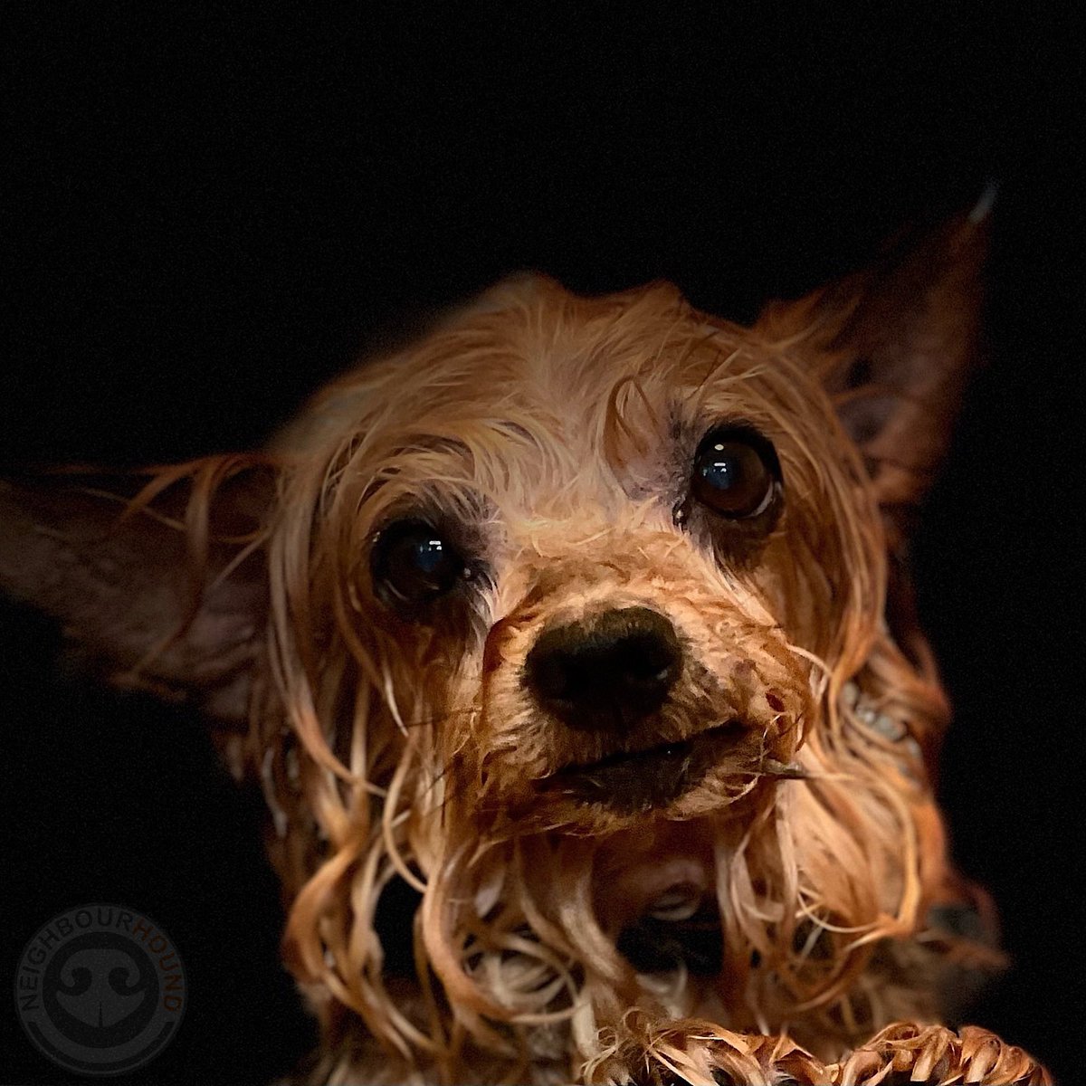 NeighbourHound_'s tweet photo. Oscar the Yorkie. Look cute dey said. So. How i do? #oscar #yorkie #smalldog #cutedog #cute #weratedogs #thoughtsofdog #blep @myyorkieworld @TheYorkieTimes @MainMarkham @UnionvilleInfo @downtownmarkham @snapdMarkham @snapdRH @snapdToronto @snapdScarb @toronto_doggie https://t.co/byFIZuFnSp