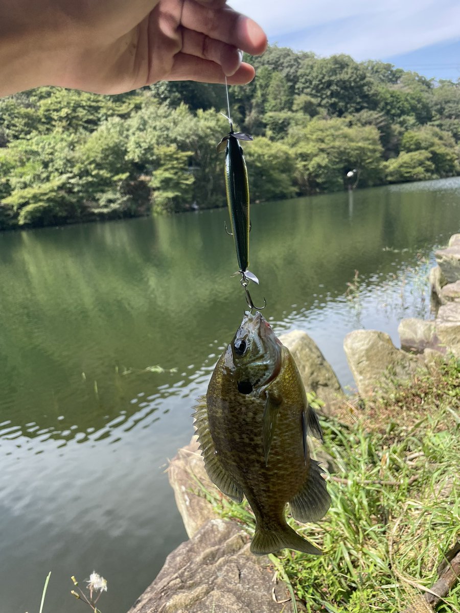 tantsuboot's tweet photo. こんどここブルシューター持ってこよう

#スティーズプロップ
#ブルシューター https://t.co/Vi3KOinrbV