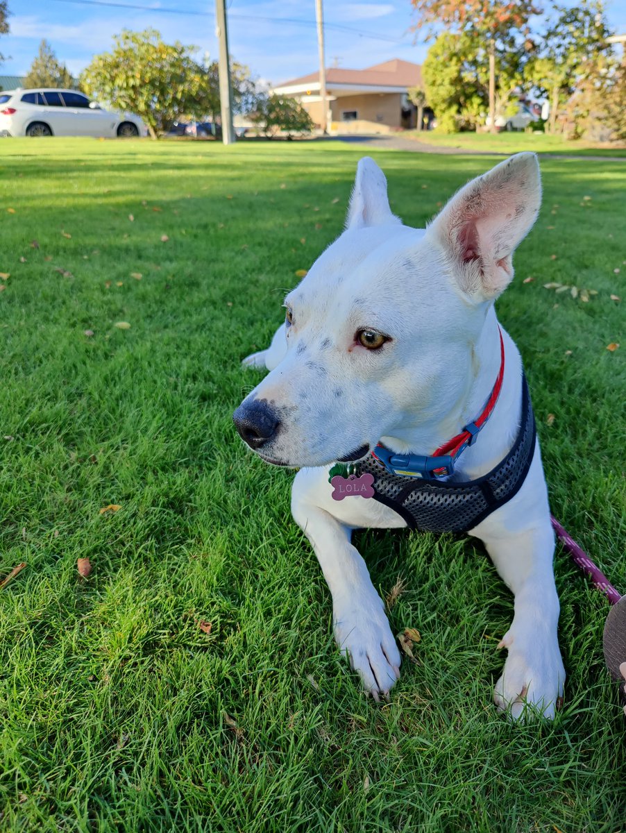 This is a Lola doggo!  She's my ESA animal and already makes me so much happier.  Now if the 75 and humid in my house would end, I could stop being irritable with my wife...lol