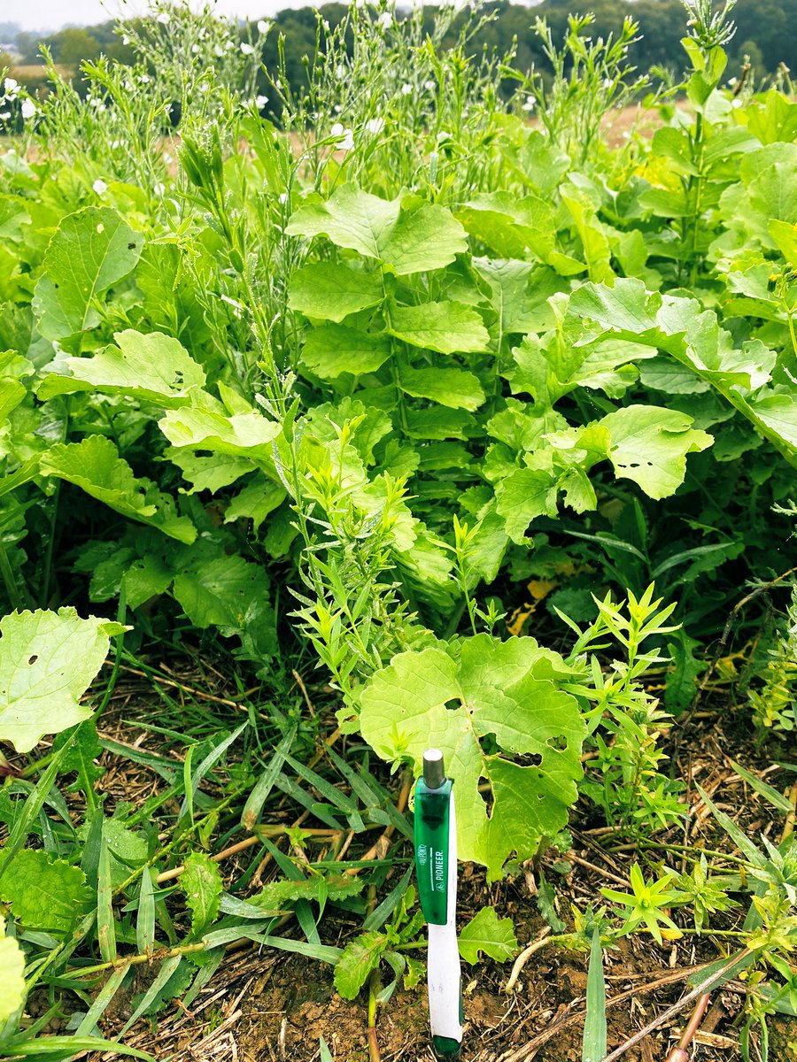 BonaHoun640's tweet image. #CouvertVégétal  🌱🌿☘️ estival non semé : radis chinois + lin (pertes à la coupe)
#keepgrowing #ACS