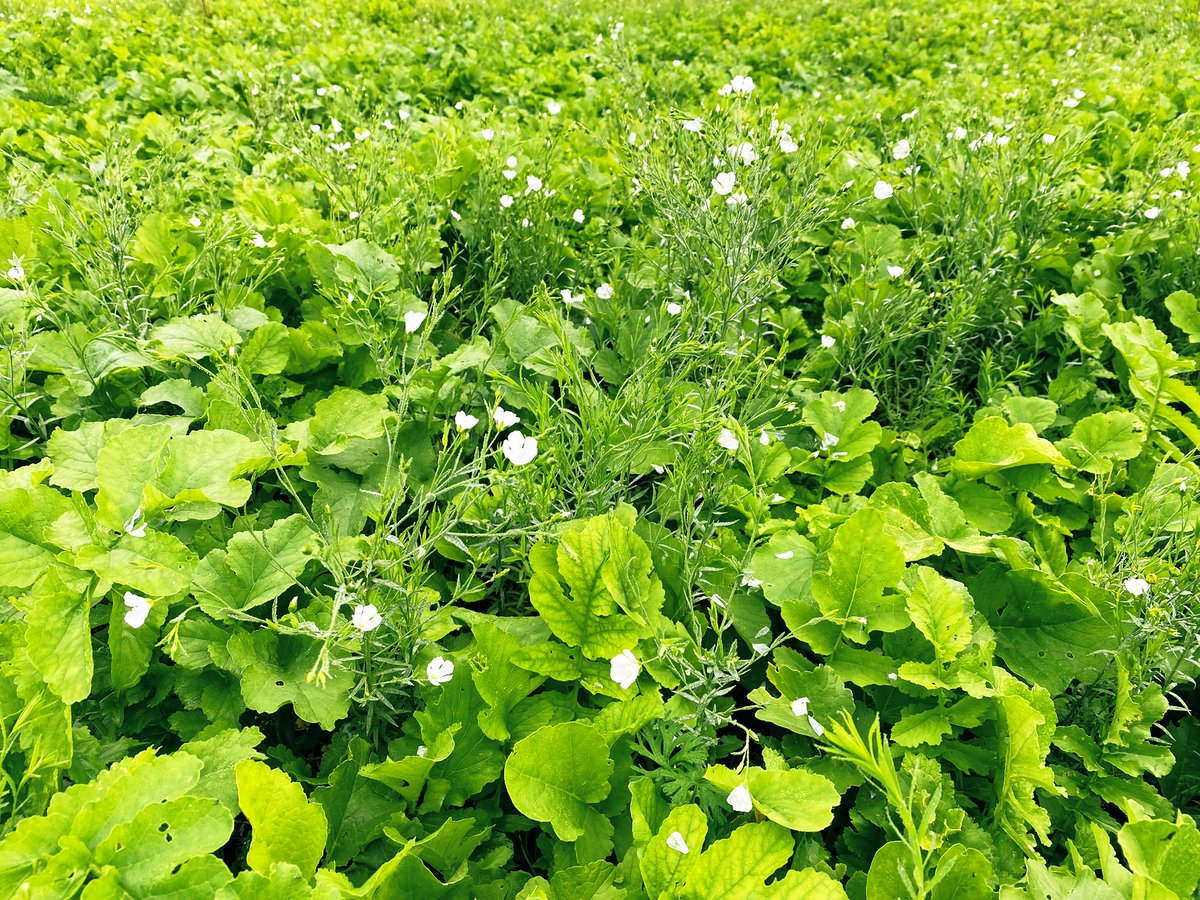 BonaHoun640's tweet image. #CouvertVégétal  🌱🌿☘️ estival non semé : radis chinois + lin (pertes à la coupe)
#keepgrowing #ACS