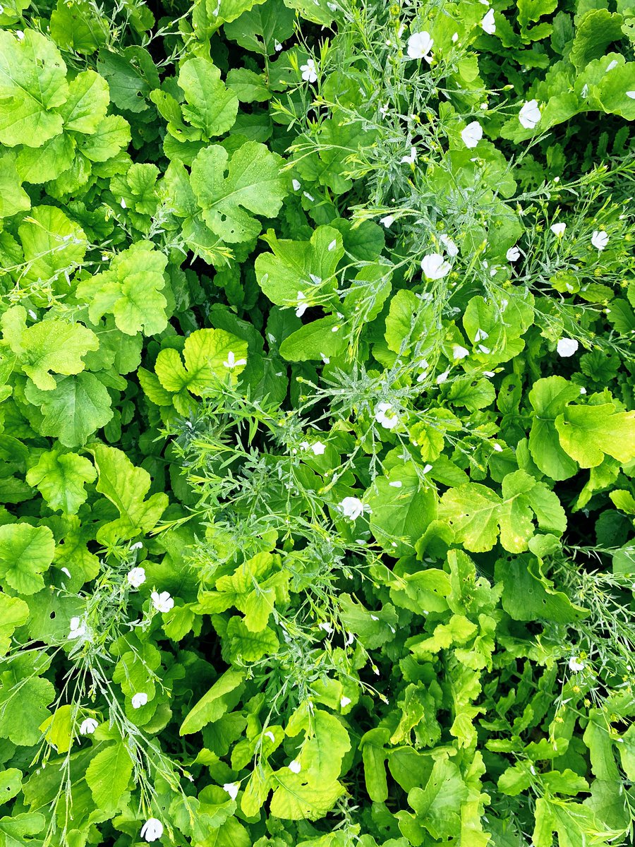 BonaHoun640's tweet image. #CouvertVégétal  🌱🌿☘️ estival non semé : radis chinois + lin (pertes à la coupe)
#keepgrowing #ACS